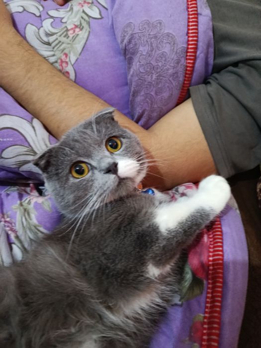 Mushukcha oʻgʻil bola