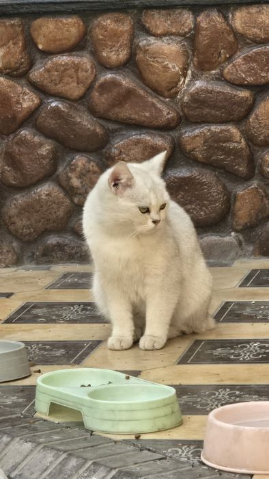 Seribristiy Shinshila sotiladi (Qiz)