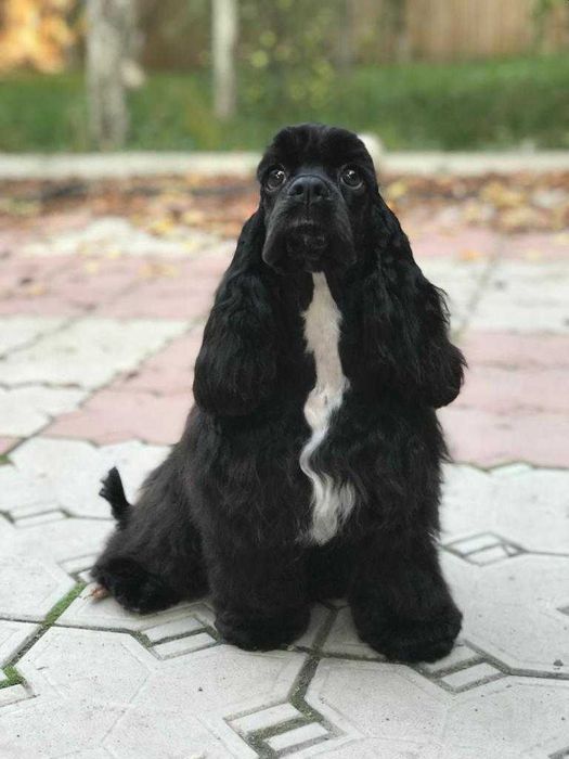 Американский кокер спаниель