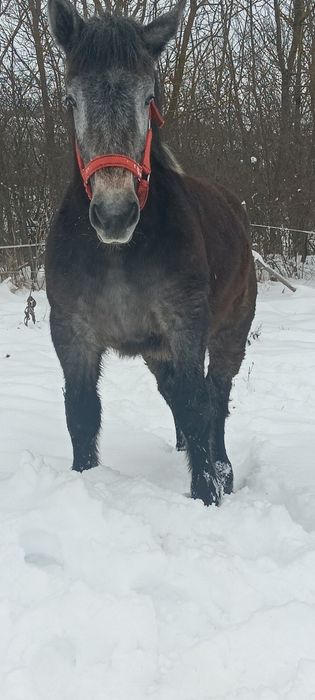 Vând sau schimb mwnza sura