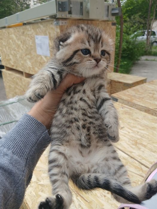 Продаётся золотая шиншилла три мальчика