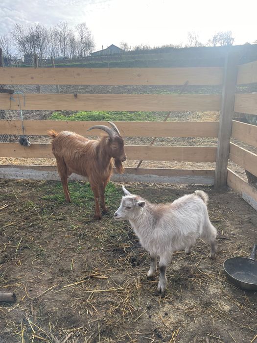 Vând sau schimb 2 țapi cu o capră cu lapte