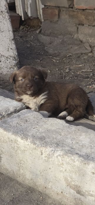 Отдам щенков в хорошие руки