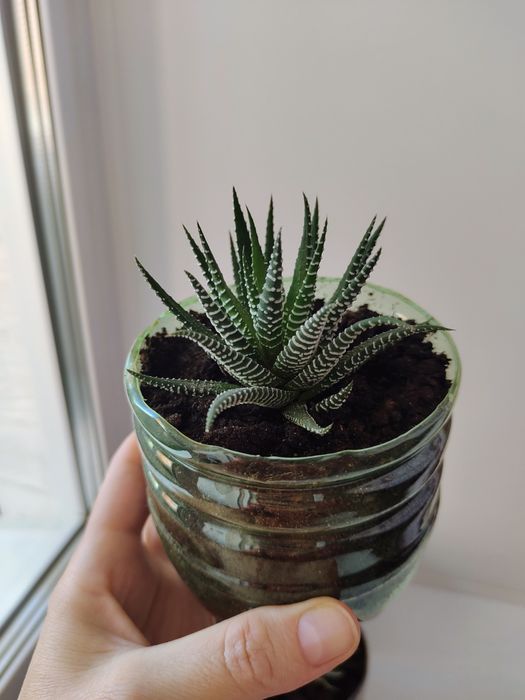 Суккулент хавортия от 700 тг