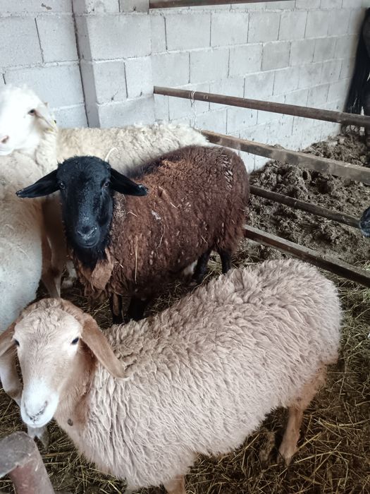 Семіз қойлар сатылады 70000 тенге