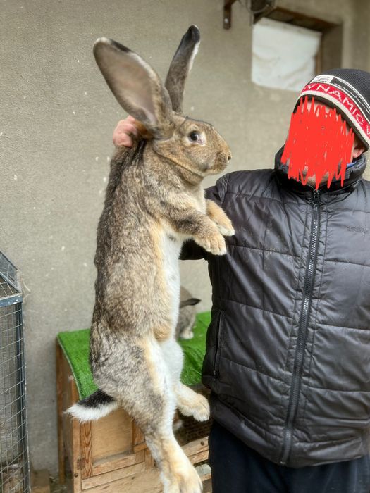 Фландер боллари бронн! Қиселар бўлади. Ота она сотилмиди