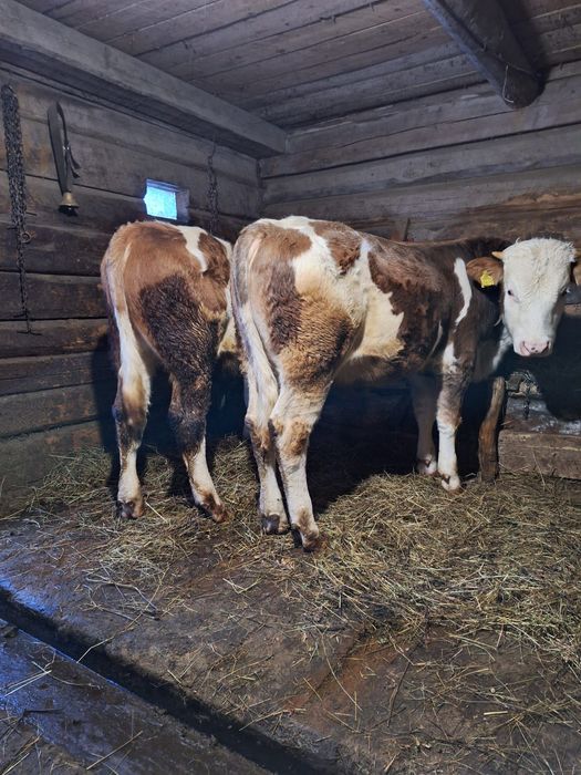 Tăurași pereche de vânzare