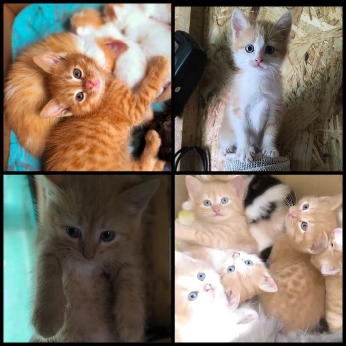 Котята заботливым хозяевам