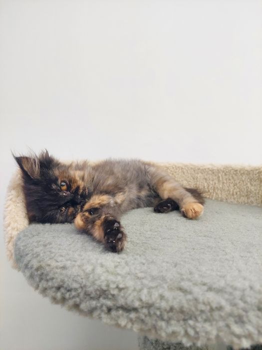 Котенок девочка Ташкент