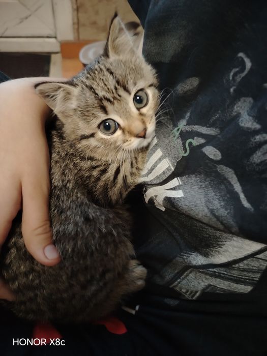 Отдам  котёнка девочка