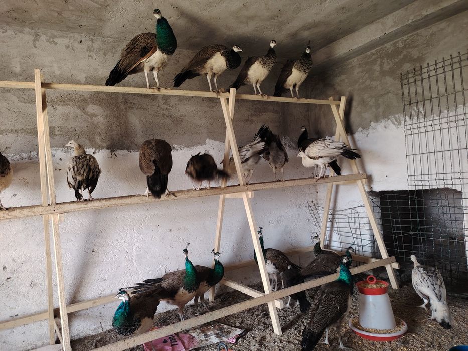 Păuni tineret, de vânzare