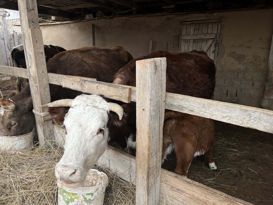 Сиыр корова Бұзаулы сиырлар