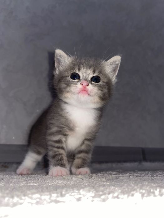 Котенка в хорошие руки