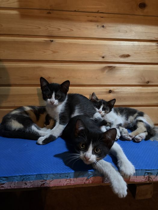Отдам котят в хорошие руки