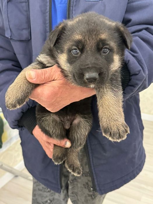 2 щенками в хорошие руки