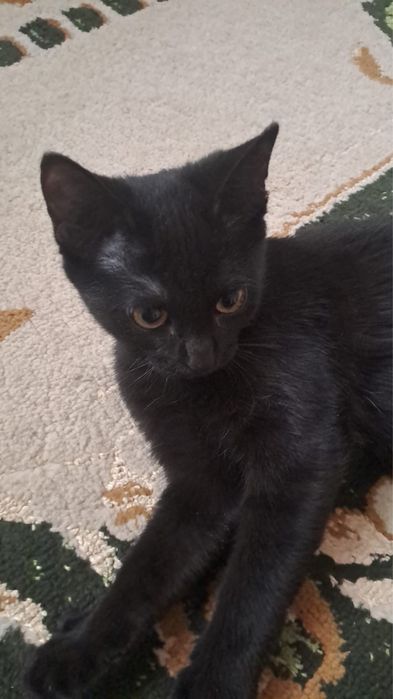 Үй мысығы бала мысық