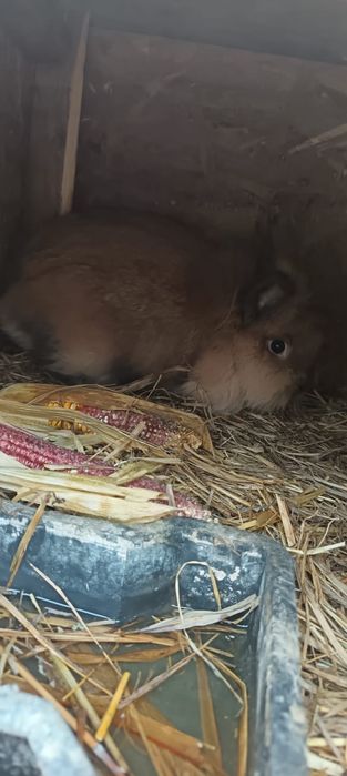 Vand iepuri sau schimb