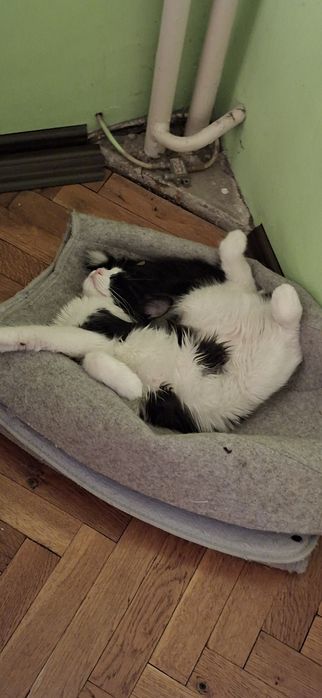 Подарявам мъжко коте