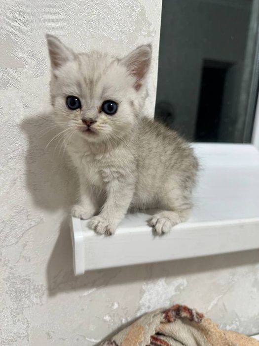 sotladi brtan shinshilla tabbi akras