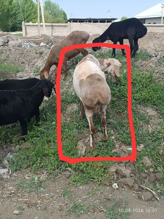 Эдильбай куй сотилади