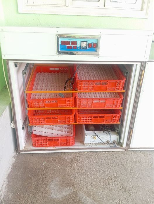 Inkubator. 600ta tuxum qoyiladi