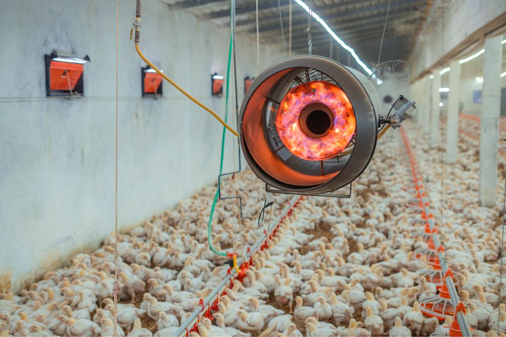 Пушка нагреватель для бройлеров (Isitish uchun pushka)