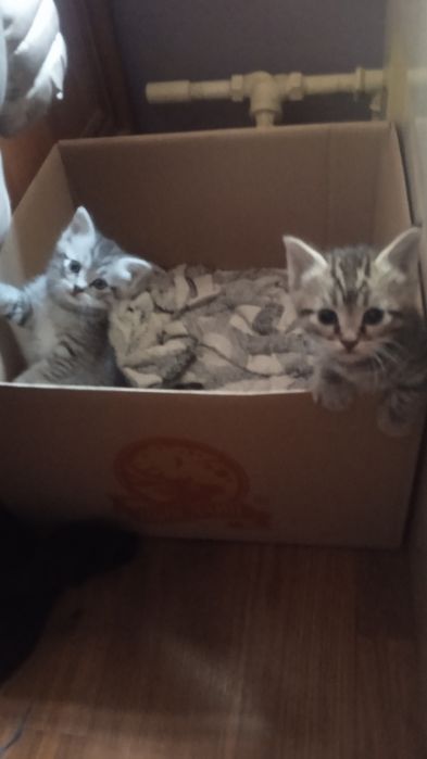 Котята крысоловы