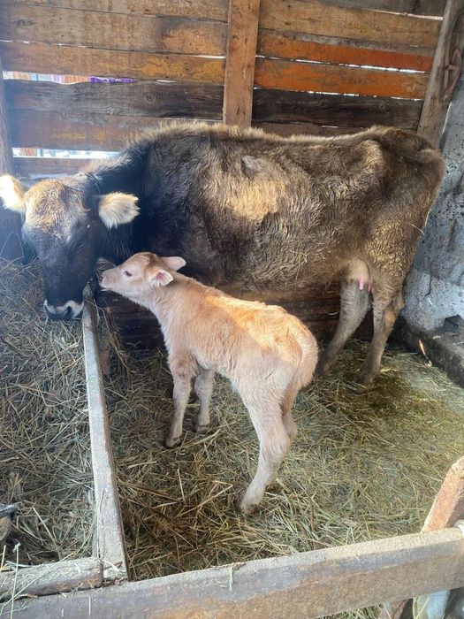 Продам корову с теленком