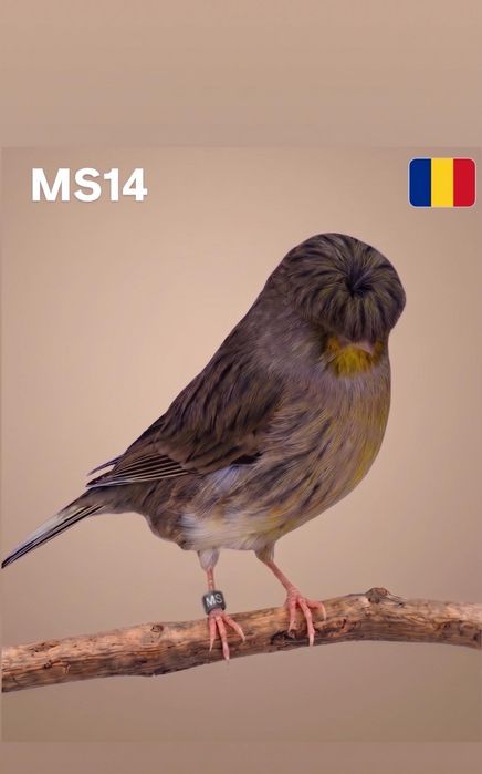 Canari de vanzare