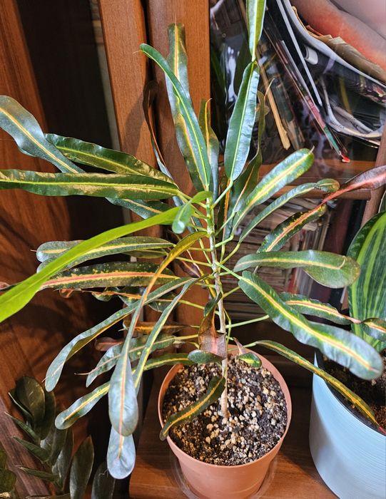 Продам комнатные растения