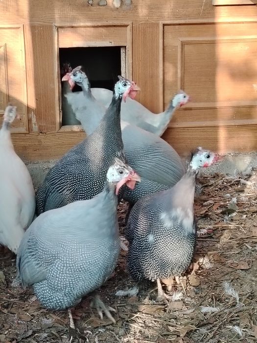 Продам цесарок..