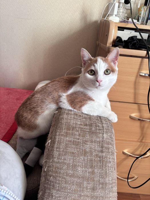 Кот в добрые руки