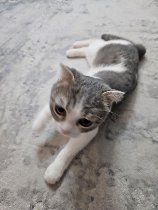 Отдам кошку. 1 год.