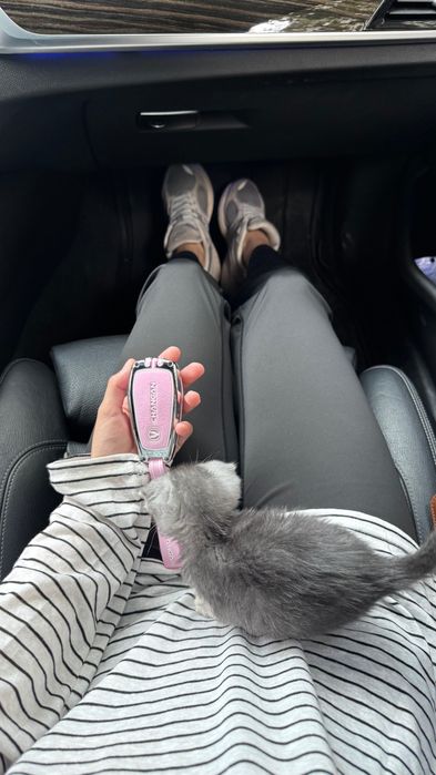 Котенок бесплатно