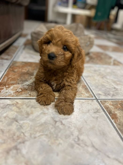 Unicat in Romania Goldendoodle F1b