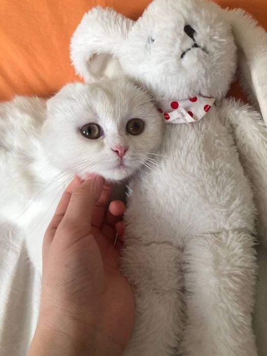 Продаётся кот скоттиш  фолд