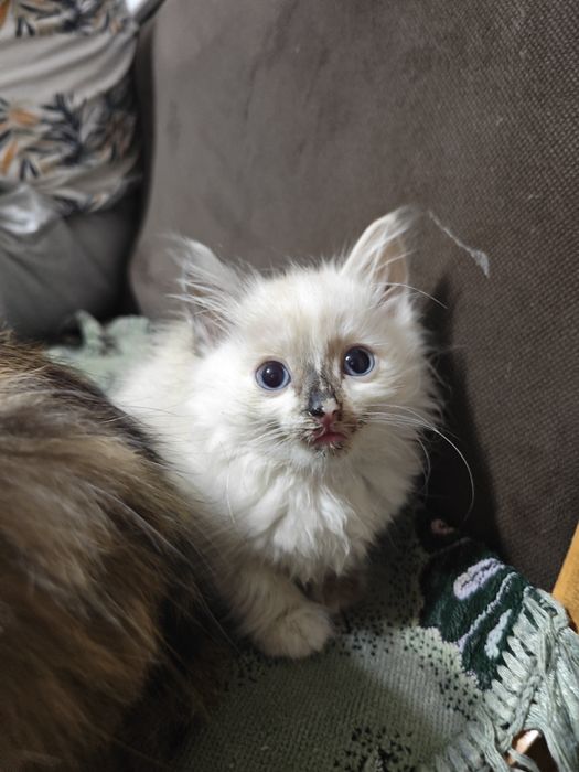 Отдам котят бесплатно