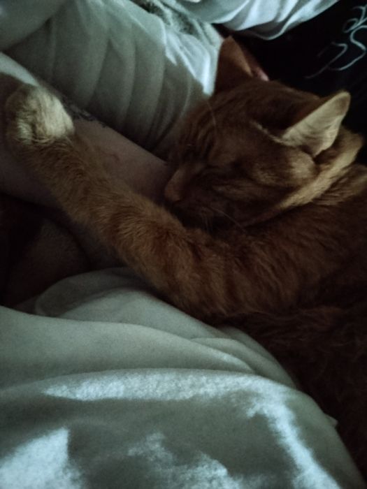 Отдам кота бесплатно