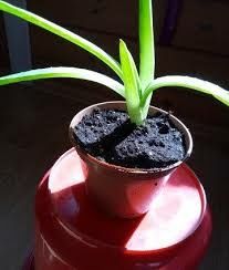 Молодой алоэ лечебный