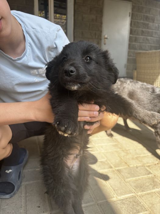 Продам щенков добрым людям