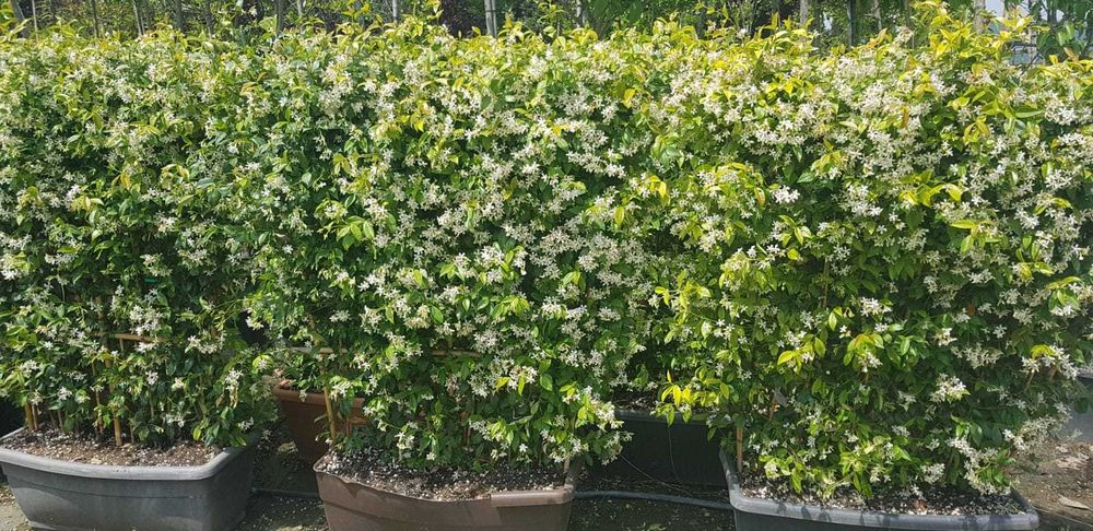 Iasomie alba, galbena, roz la ghiveci cu crestere rapida