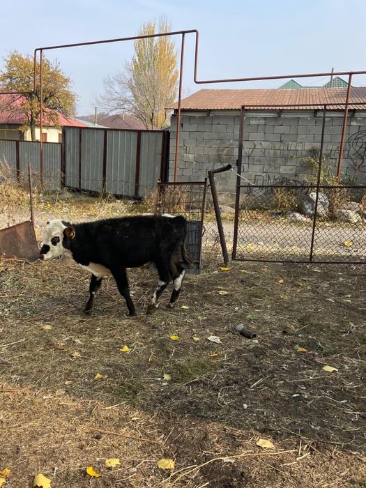 продам бычков….в