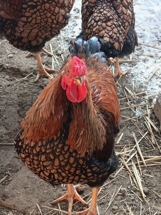 Vând doi cocoși din 2005