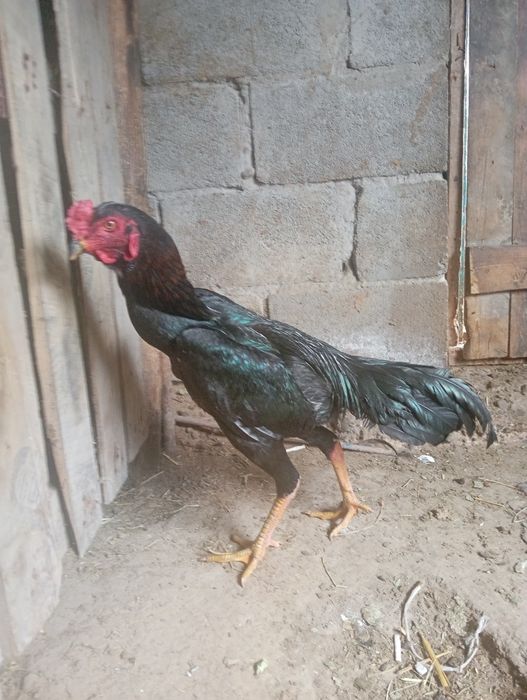 Ассаламу Алейкум! Продам Шамо