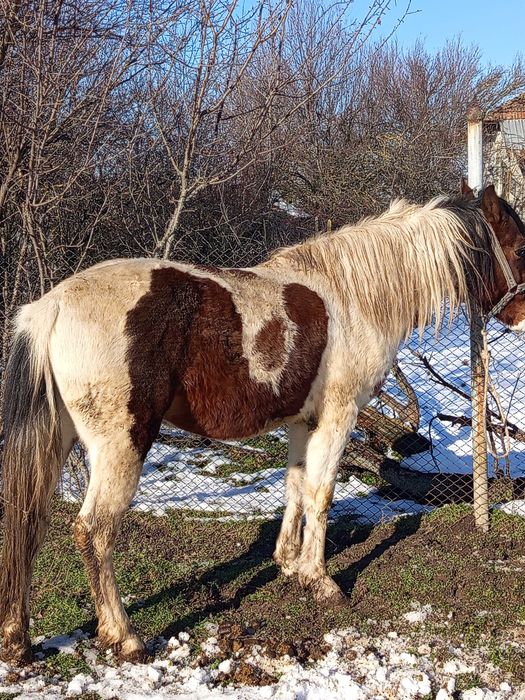 Продава се мъжки жребец.