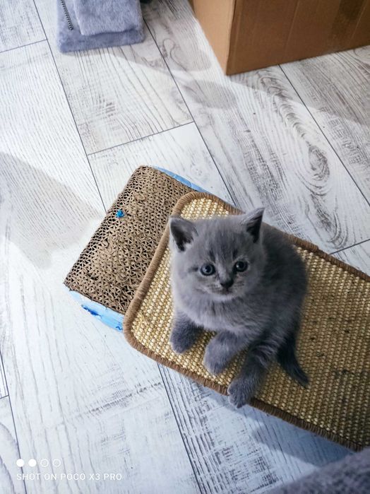 Котенца Британчета