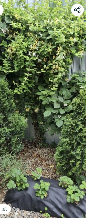 Caprifoi,  Mănâncă Maicii Domnului , Glicina