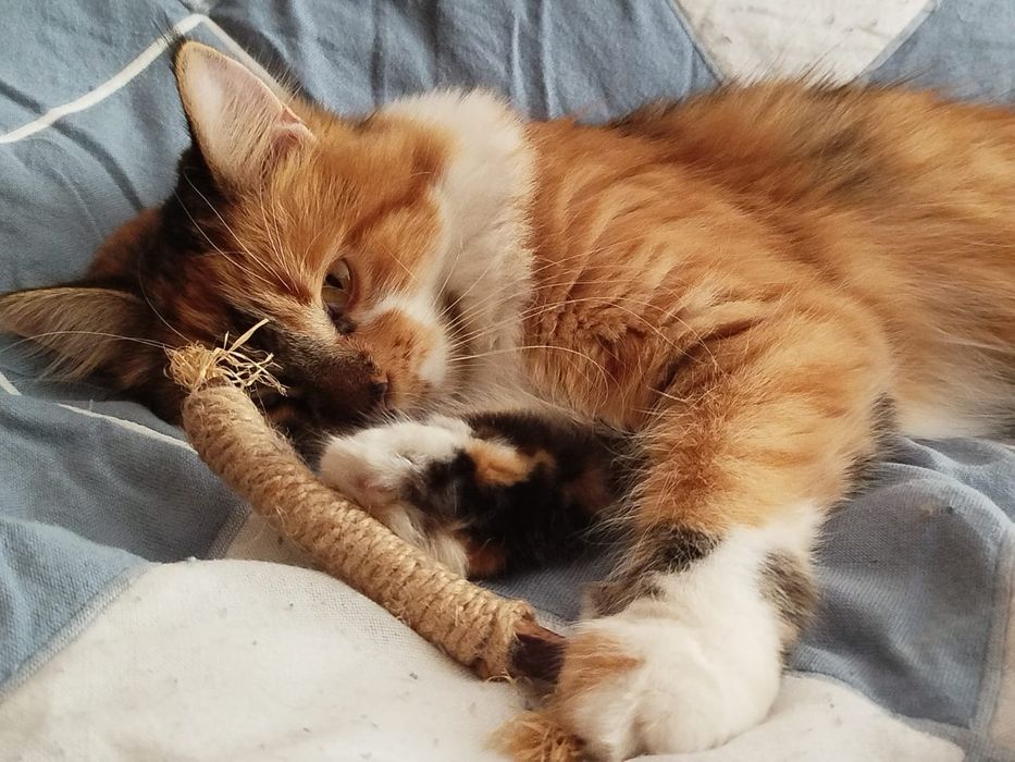 Кошечка на вязку