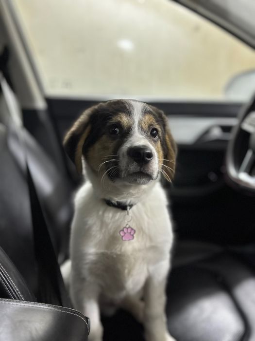 Щенка в хорошие руки