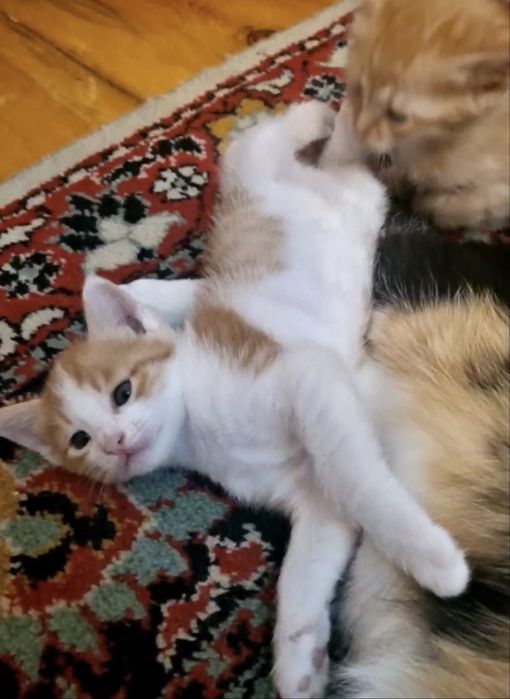 Красивые котята,чистенькие,приученны к лотку